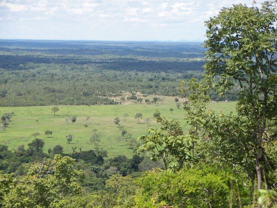 MEIO AMBIENTE - Desmatamento no Cerrado atinge níveis críticos e exige ações urgentes